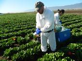 Ronald F. Bond collecting samples in the Salinas Valley. (Photo: M. L. Partyka)
