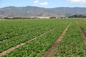 Lettuce grown in the Salinas Valley depends on nitrogen to grow.