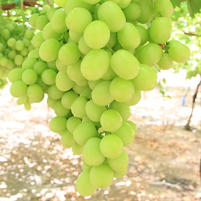 Buy Suffolk Red Seedless Grape Vine from Ty Ty Nursery