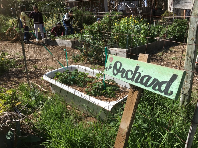 GFI fellows visited Roger's Community Garden, a UCSD-based garden that offers land to students, staff, faculty and alumni to grow herbs, flowers, fruits and vegetables and conduct student-led research.