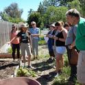 Food Gardening Specialist workshop at the Harvest for the Hungry Garden on May 12, 2018. Tobi Brown, UC Master Gardener, demonstrates how to feed and protect the soil as a garden bed transitions from spring to summer.