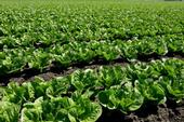 Research helps prevent contamination of fresh leafy greens.