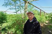 Fresno farmer Vang Thao in his moringa plantation.