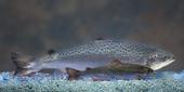 Size comparison of an AquAdvantage® Salmon (background) vs. a non-transgenic Atlantic salmon sibling (foreground) of the same age.