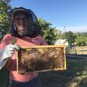 Jonathan Dear, a small animal internal medicine veterinarian and hobbyist beekeeper, holds a frame after inspecting a hive.