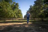 Walnut grower Hal Crain walks through his walnut orchard in Butte County. Karin Higgins/UC Davis