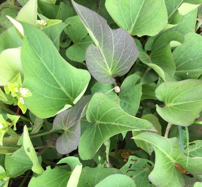 close-up on sweetpotato leaves, stems and plant