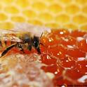 A honey bee sips honey from honeycomb. (Photo by Kathy Keatley Garvey)