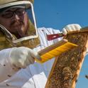 In 2017, the honey industry employed more than 22,000 individuals across the U.S. in production, importation and packing jobs. (Photo: USDA)