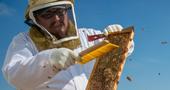 In 2017, the honey industry employed more than 22,000 individuals across the U.S. in production, importation and packing jobs. (Photo: USDA)