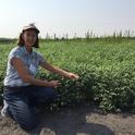 Rachael Long examines a garbanzo field in California for stand health.