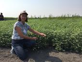 Rachael Long examines a garbanzo field in California for stand health.
