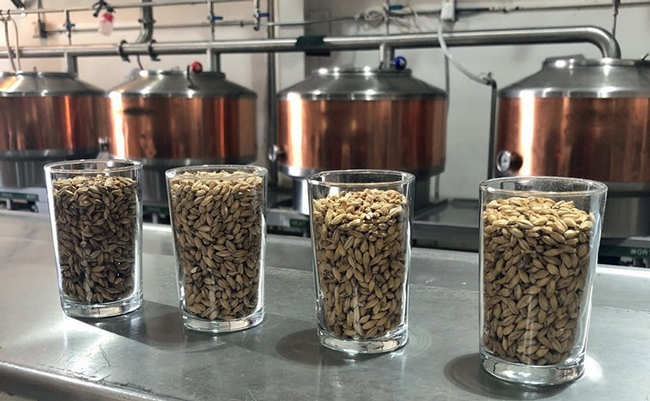 four clear glass tumblers filled with barley are lined up on a counter with copper beer-brewing tanks in the background.