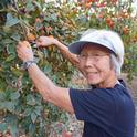 Jean Suan harvests persimmons, fruit that is easy to grow and creates a beautiful landscape display.