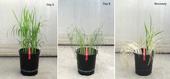 The images show rice plants treated with drought, followed by recovery. Each image shows two kinds of rice plants. The plants to the left of the red tape lack the Sub1A gene; the plants to the right of the red tape have Sub1A. The image marked 