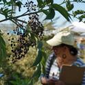 The last of this season's elderberries were hanging on the plants during the Elderberry Field Day Sept. 17.