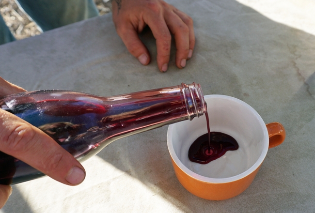 Processing the mature elderberries with sugar allows small-scale producers to make deep purple elderberry syrup.