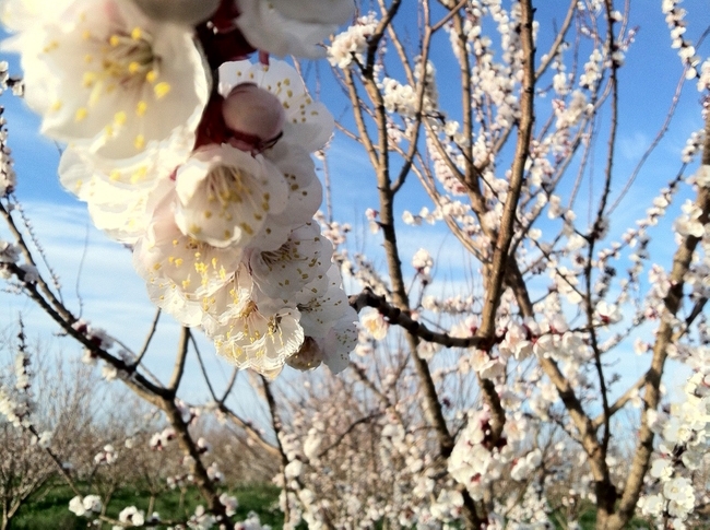 Apricot blossom (Photo: The Cloverleaf)