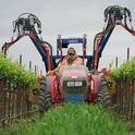 Mechanical removal of winegrape shoots can reduce the amount of hand labor needed for vineyard management. Photo by Kaan Kurtural