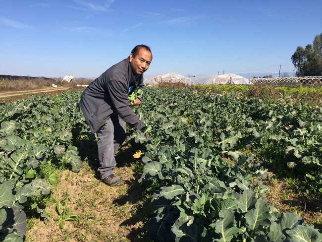 Michael Yang examines broccoli rabe, one of about 200 crops grown by the Hmong farmers he advises.