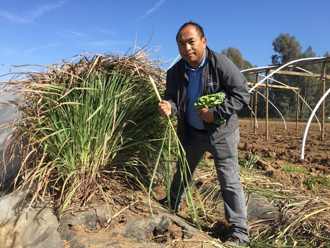 Lemongrass is covered in plastic to protect it from frost damage, then uncovered as it is harvested.