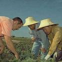 Richard Molinar, left, and his assistant Michael Yang, center, work with a Southeast Asian strawberry grower.