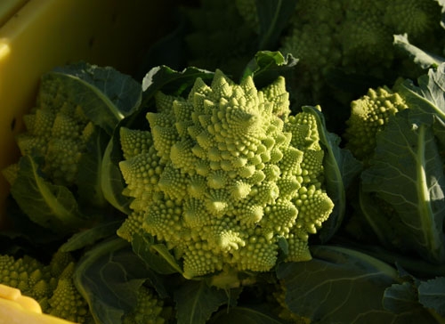 Romanesco cauliflower is one of the more unusual cruciferous vegetables.