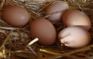 brown eggs in the straw