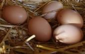 fresh brown chicken eggs in a straw nest