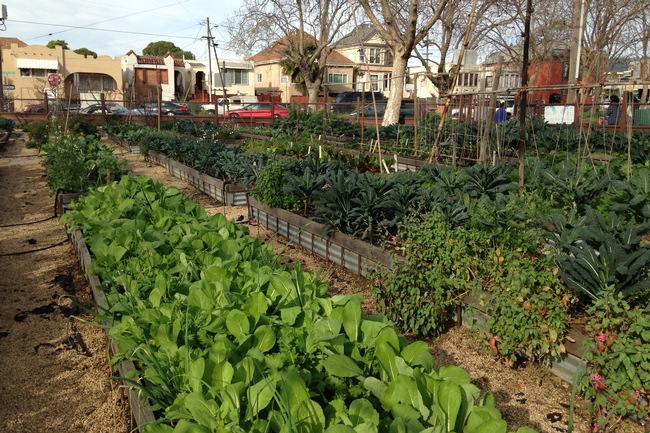 City Slickers Farms in Oakland is an example of urban agriculture, which can supplement the supply of fresh produce.