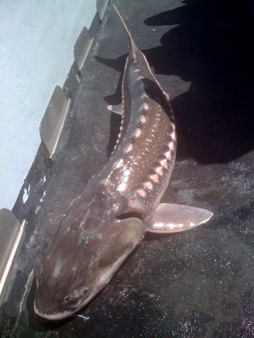 Freshly caught sturgeon on a commercial fishing boat in San Pablo Bay. (Photo by James Garvey)