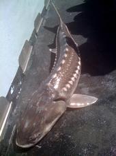 Freshly caught sturgeon on a commercial fishing boat in San Pablo Bay. (Photo by James Garvey)