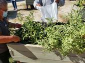 Three youth and six senior members of the tribe harvested produce on the morning of May 12, 2020.