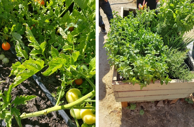 Members of the Torres Martinez Desert Cahuilla Indian Tribe created a healthy vegetable garden.