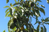 Avocados hang on a tree at UC South Coast Research & Extension Center. “Consumers seeking the health benefits of avocado oil deserve to get what they think they are buying,” says Selina Wang.