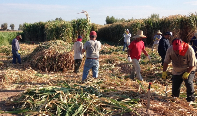 Workers harvest giant king grass in 2019.