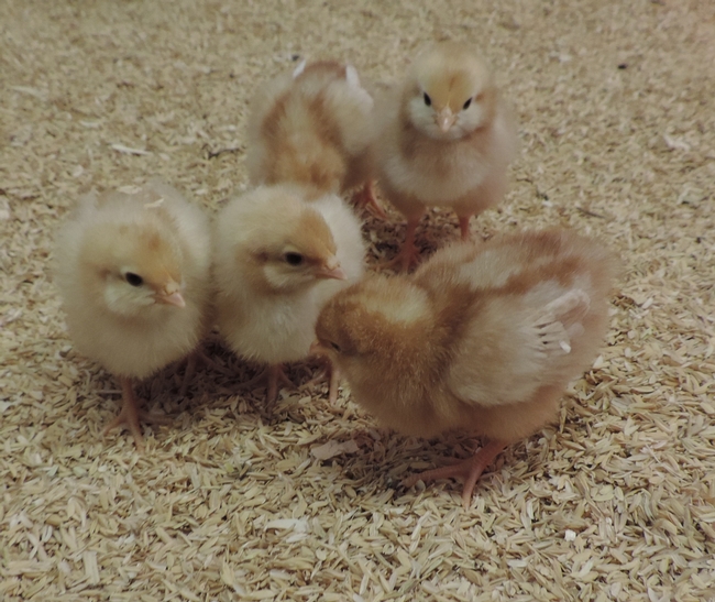 Poultry 101's “Chick temperature chart” recommends temperatures for chicks from hatch to 6 weeks old.