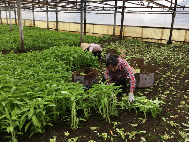 Two Asian women harvest on choy on a farm owned by their family. They manage the day-to-day farming work such as seeding, weeding, harvesting and packing.