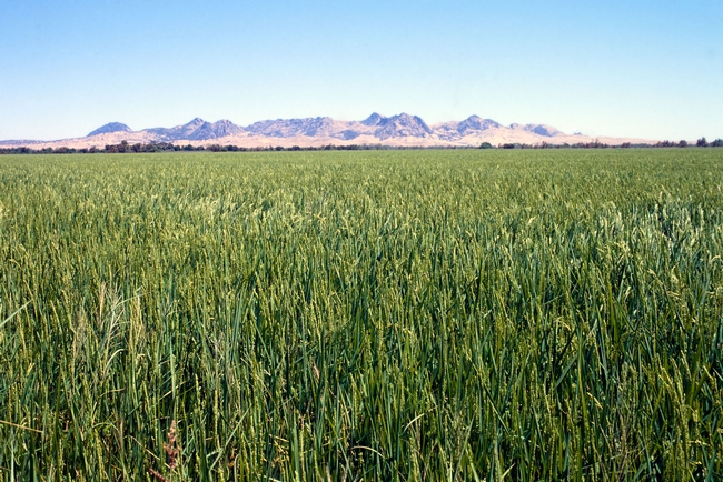 Rice field in Colusa County. It can take years for society to reap the benefit of investing in agricultural research and development, but not investing also costs farmers necessary innovations to adapt to new challenges. Photo by Jack Kelly Clark