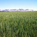 Rice field in Colusa County. International agricultural research and development, of the type that drove the Green Revolution, continues to generate a fantastic rate of return, says study coauthor Julian Alston. Photo by Jack Kelly Clark