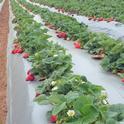 Organic strawberries ranked second in California organic commodities with $202 million in sales value in 2016. Photo by Joji Muramoto