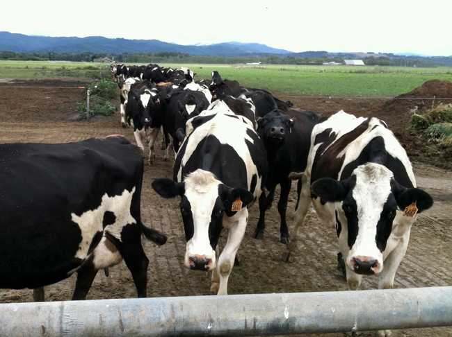 Dairy cows come in from the pasture to be milked in Humboldt County. Organic cow milk in California brought dairies $251 million of revenue in 2016.