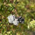 A cluster of elderberries ready for harvest. The white 