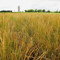 Field of ripening intermediate wheatgrass (Thinopyrum intermedium), known as Kernza, at The Land Institute's research farm in Salina, Kansas. (Photo: Lee R. DeHaan)