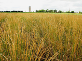 Field of Kernza perennial grass