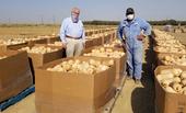 West Side farmer John Diener, left, and UC West Side Research and Extension Center superintendent of agriculture Rafael (Merf) Solario, pose with the 70,000 pounds of butternut squash grown in a research plot and donated to the Central California Food Bank.