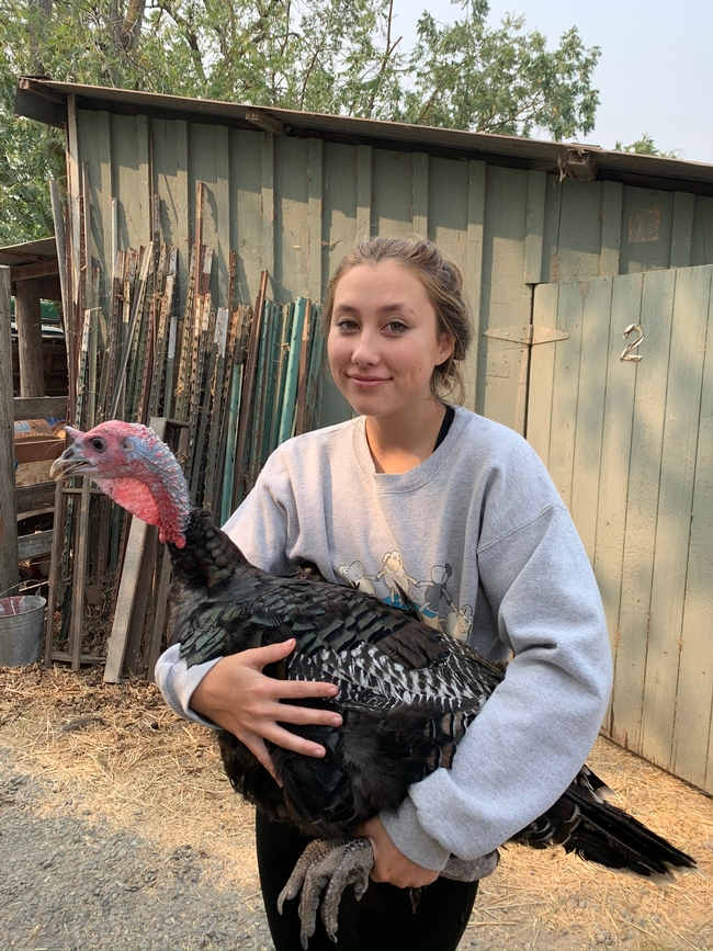 Brylee Aubin holds a heritage breed turkey. Each project member is responsible for the feed and care of their turkeys. Photo by Shauna Aubin