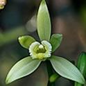 Pale green vanilla flower.
