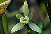 Pale green vanilla flower