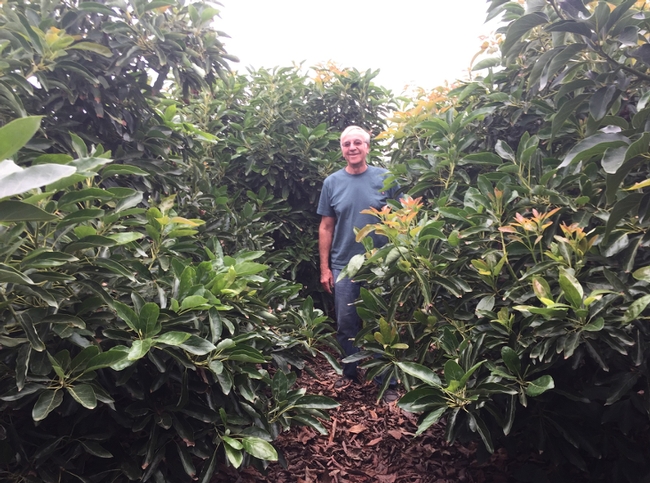 UC Cooperative Extension advisor Gary Bender checks sunlight penetration in a high-density avocado orchard.